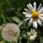 Leucanthemum Flower Leucanthemum Flower