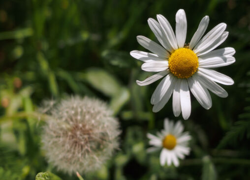 Leucanthemum Flower | Copyright-free photo (by M. Vorel) | LibreShot