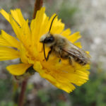 Bee On The Yellow Flower