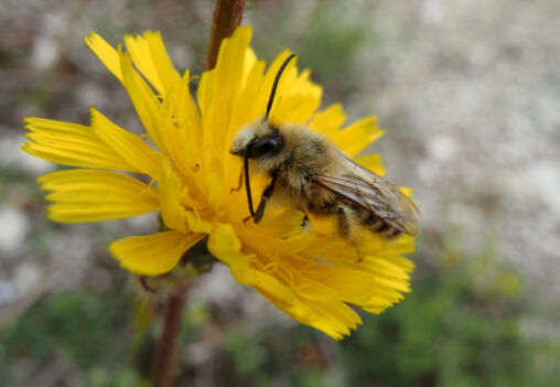Bee On The Yellow Flower