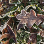 Frozen Leaves And Grass Frozen Leaves And Grass