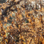 Nature In Fall
