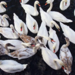 Swans Fight For Food