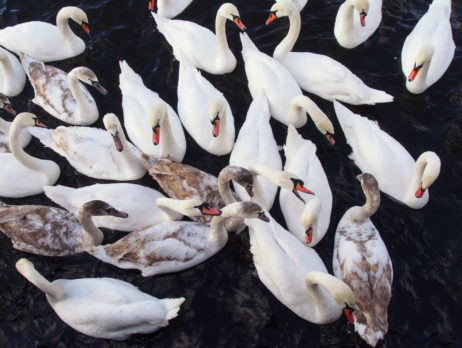 Swans Fight For Food Swans Fight For Food
