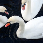 Three Whooper Swans Three Whooper Swans