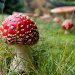 Magic Mushrooms Magic Mushrooms