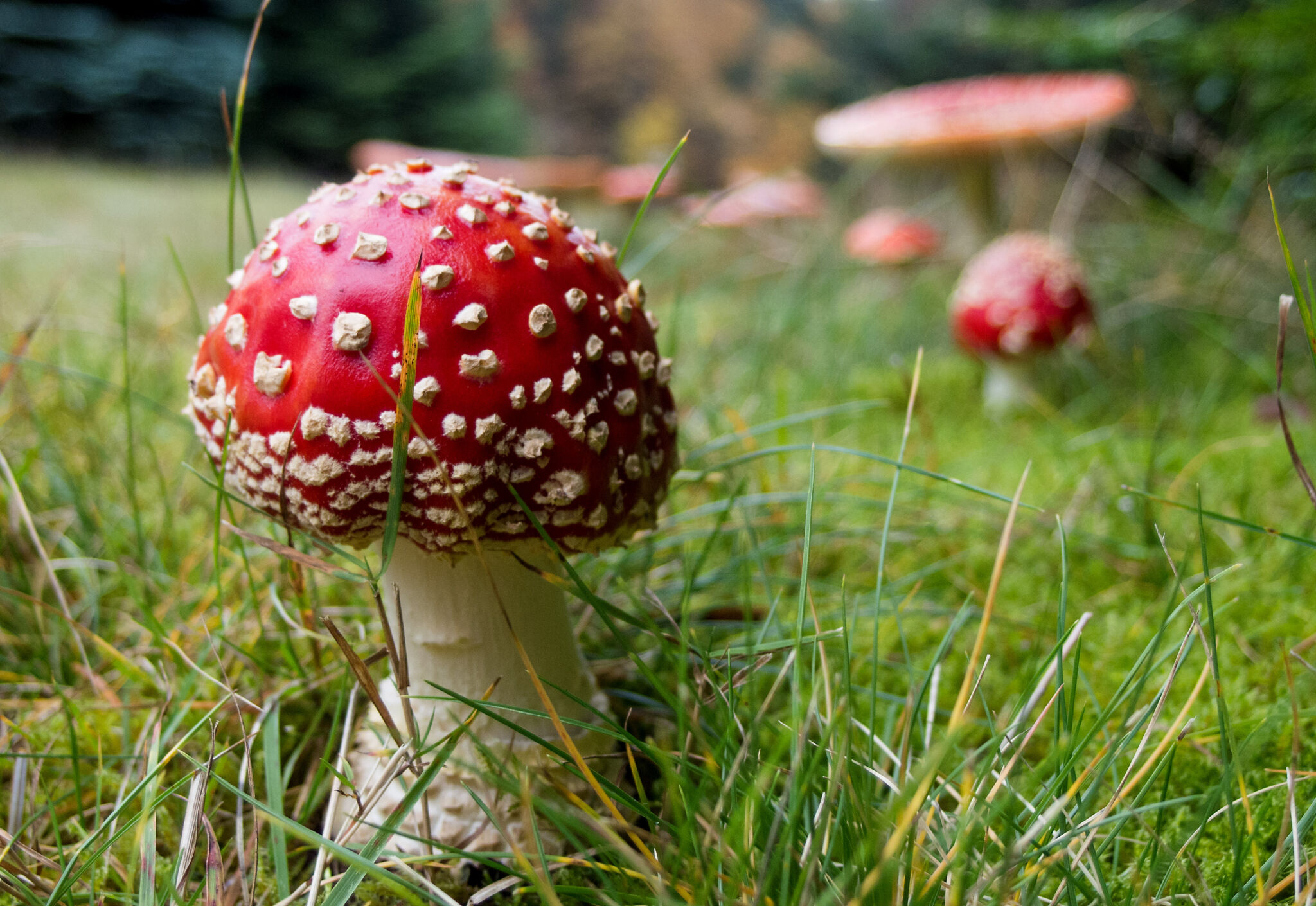 Magic Mushrooms - Copyright-free photo (by M. Vorel) - LibreShot