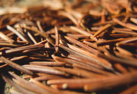 Pine Needles On The Ground Pine Needles On The Ground