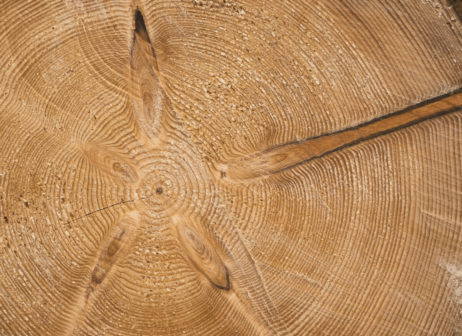 Beautiful Wood Structure Beautiful Wood Structure