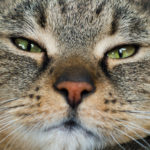 Cat's Face Close Up Cat's Face Close Up