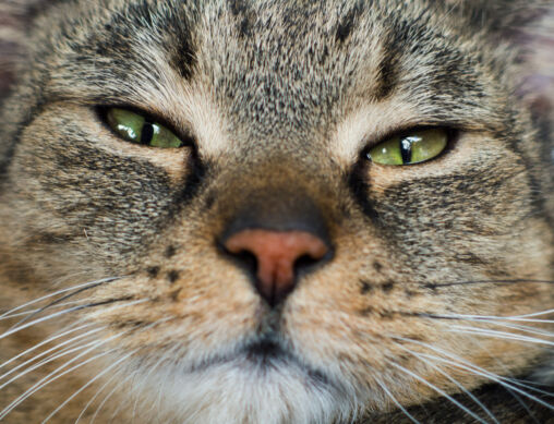 Cat’s Face Close Up