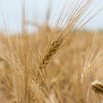 Dry Field Before Harvest