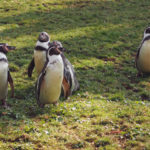 Humboldt Penguins On The Grass Penguins On The Grass