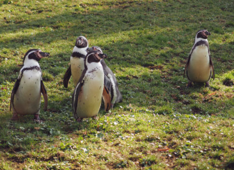 Humboldt Penguins On The Grass Humboldt Penguins On The Grass