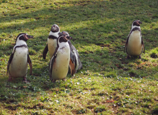 Manchots de Humboldt sur l'herbe