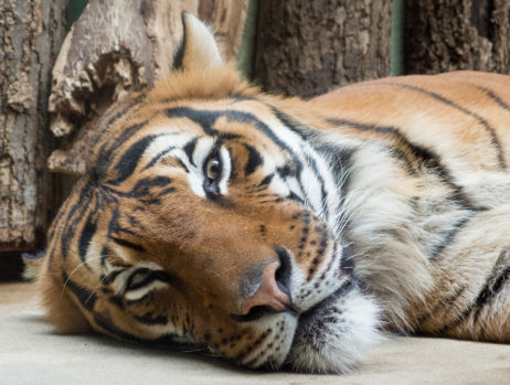 Tiger Lying On The Ground In The Zoo Tiger Lying On The Ground In The Zoo