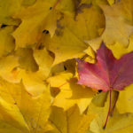 Red Leaf Between Yellow Leaves In Fall
