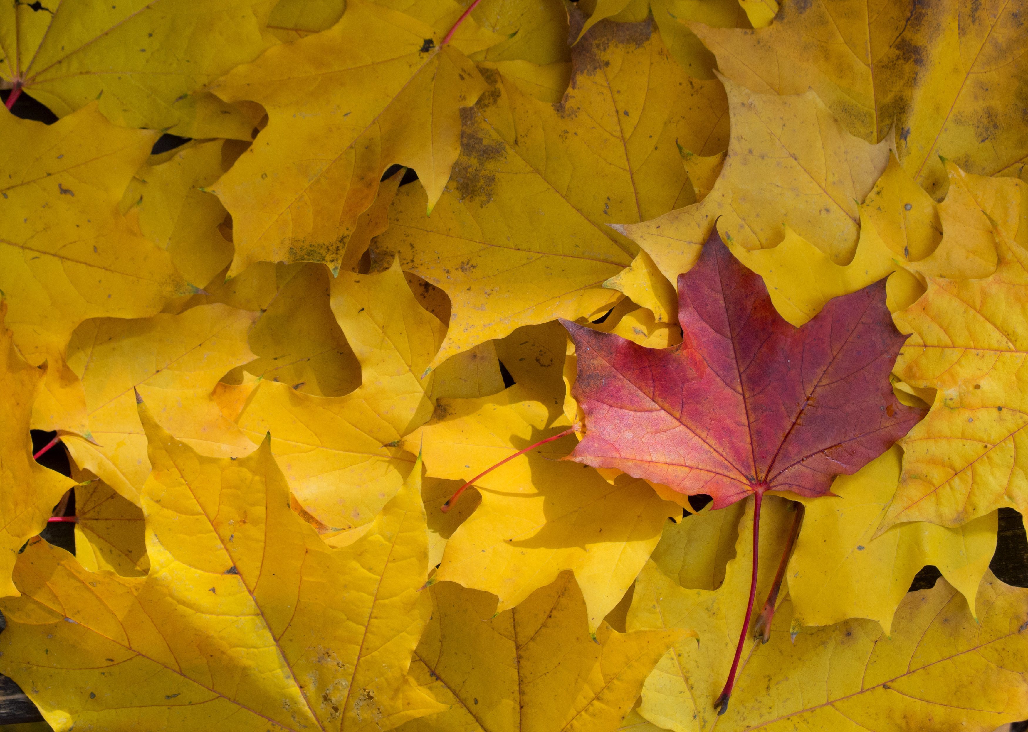 yellow fall leaves