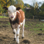 Young Cow - Calf