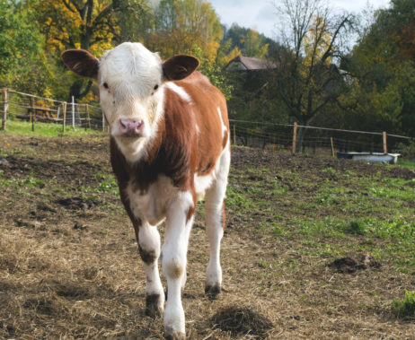 Standing Calf On The Farm Standing Calf On The Farm
