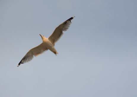 Flying Seagull Flying Seagull
