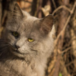 Grey Cat