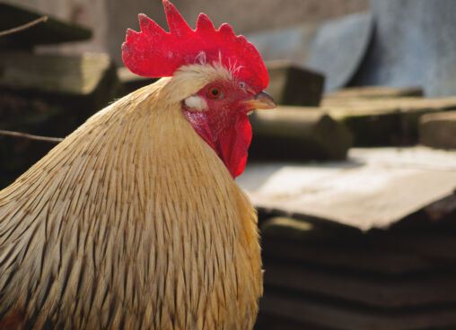 Coq