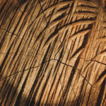 Wood Cross Section Art Wood Cross Section Art
