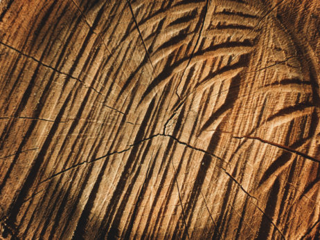 Wood Cross Section Art Wood Cross Section Art