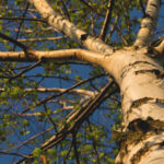 Branches of birch tree