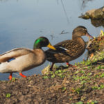 Male And Female Ducks Male And Female Ducks