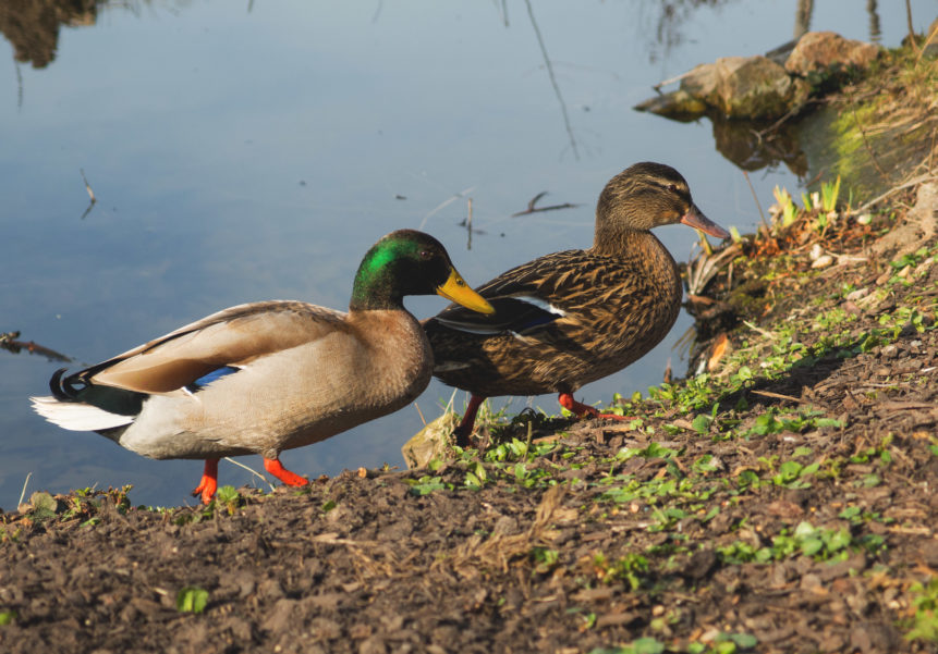 Male And Female Ducks
