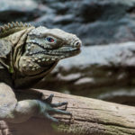 Cuban Rock Iguana With Red Eye Cuban Rock Iguana