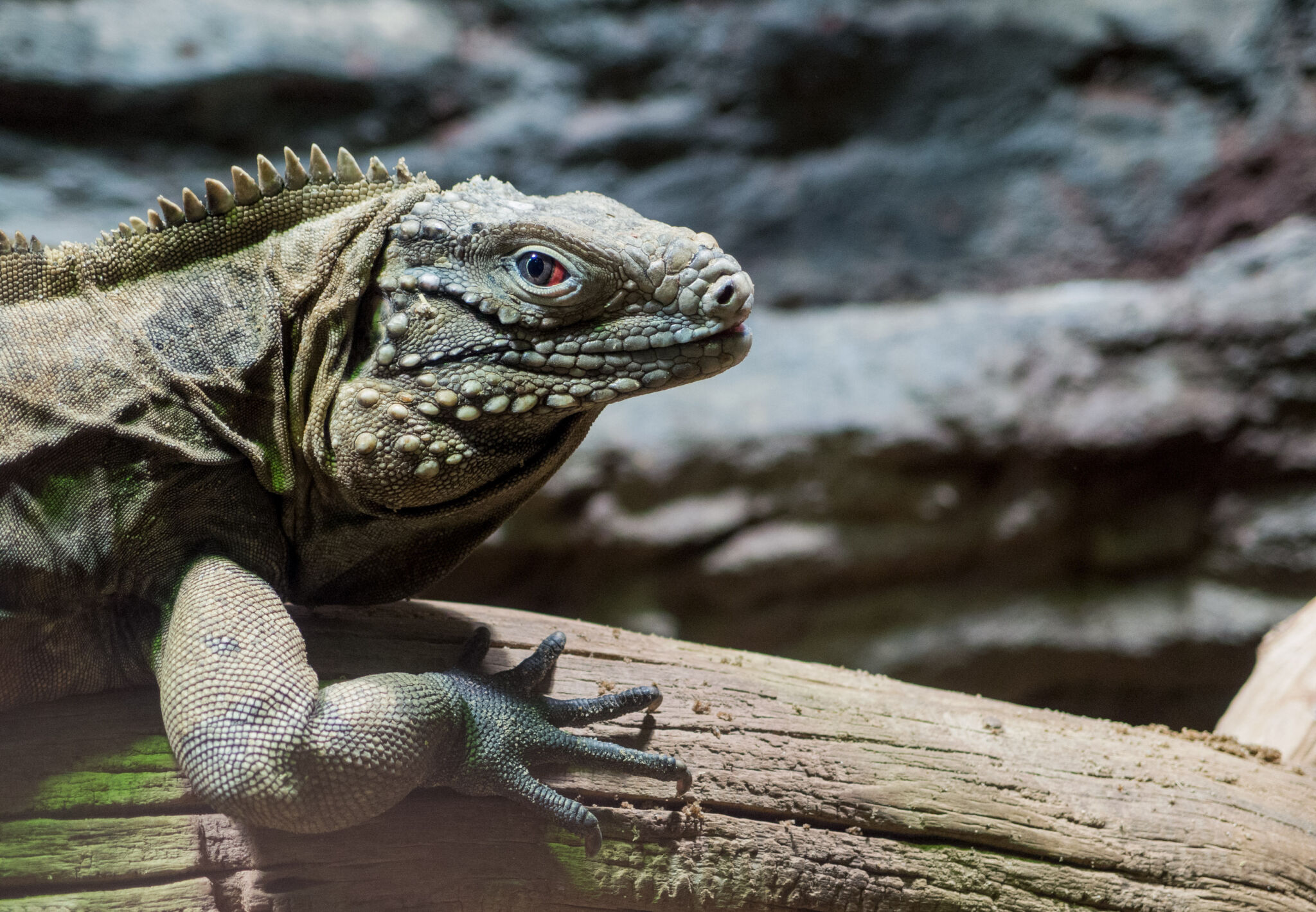 Cuban Rock Iguana With Red Eye | Copyright-free photo (by M. Vorel ...