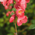 Pink Flowers Pink Flowers