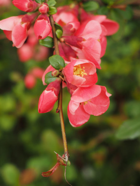 Pink Flowers Pink Flowers