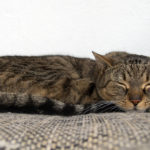 Cat Sleeping On The Couch Sleeping Cat