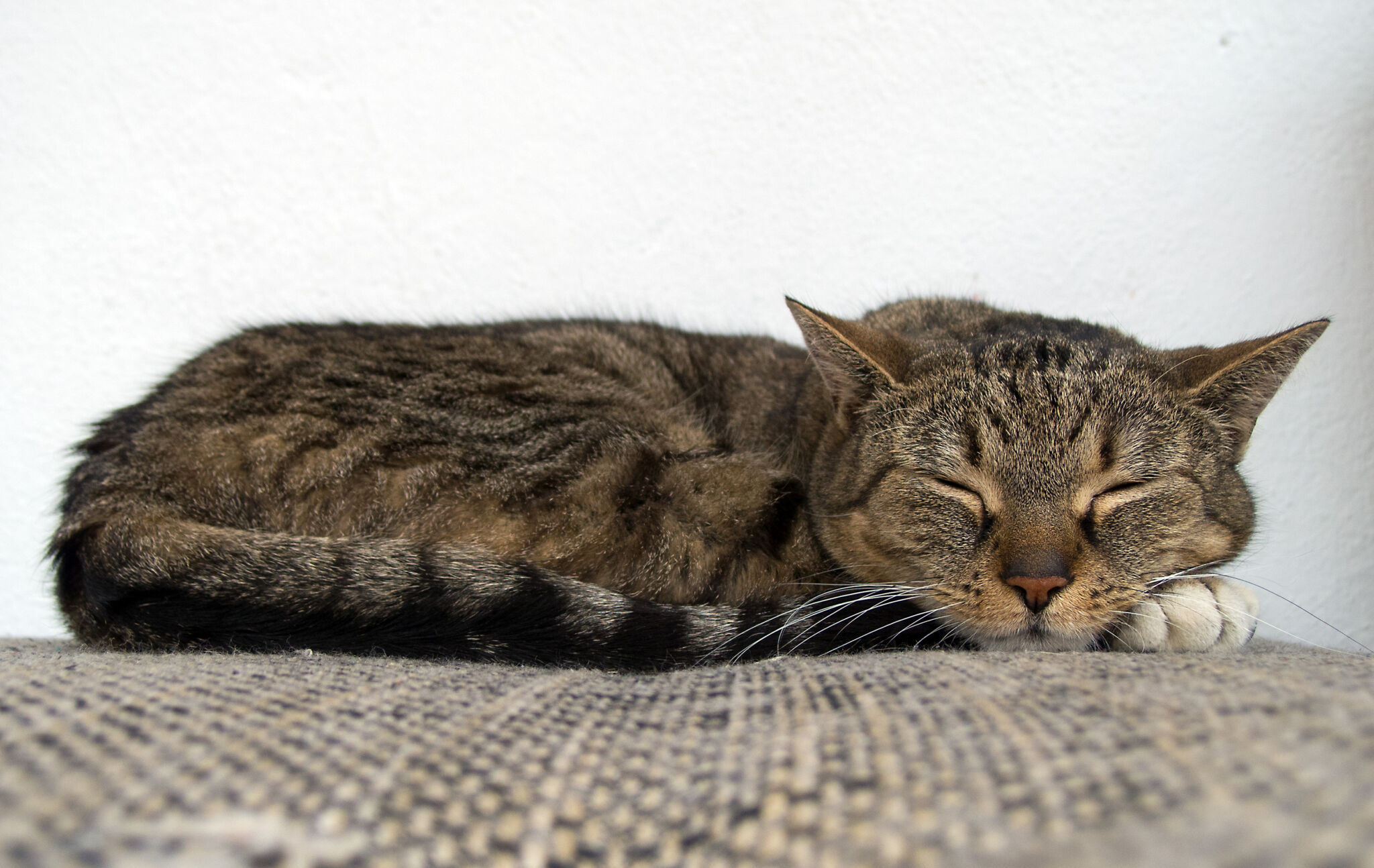 cat sleeping on pillow