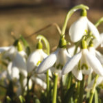 Snowdrop Flowers Snowdrops