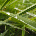 Water Drops On The Grass Water Drops On The Grass