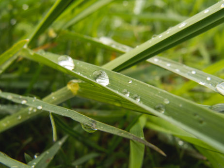 Water Drops On The Grass Water Drops On The Grass