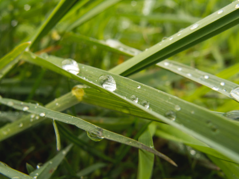 Water Drops On The Grass | Copyright-free photo (by M. Vorel) | LibreShot