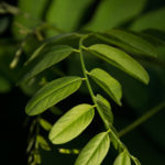 Art of the Nature - Green leaves