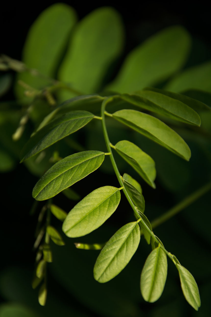 Art of the Nature - Green leaves