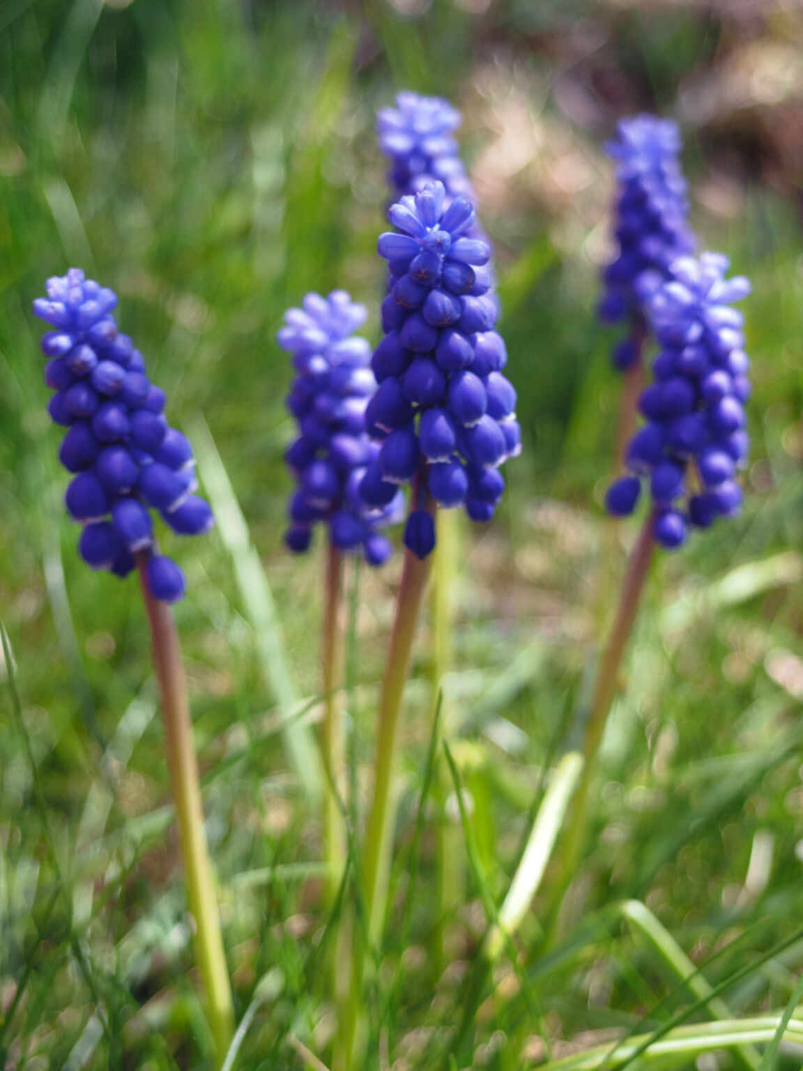 Muscari neglectum plant | Copyright-free photo (by M. Vorel) | LibreShot