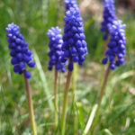 Muscari neglectum plant