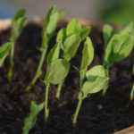 Young seedlings of plants Young seedlings of plants