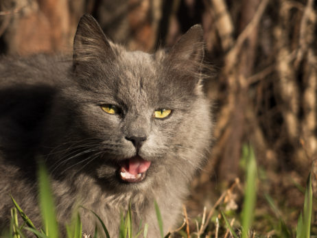 Grey Cat With Open Mouth Grey Cat With Open Mouth