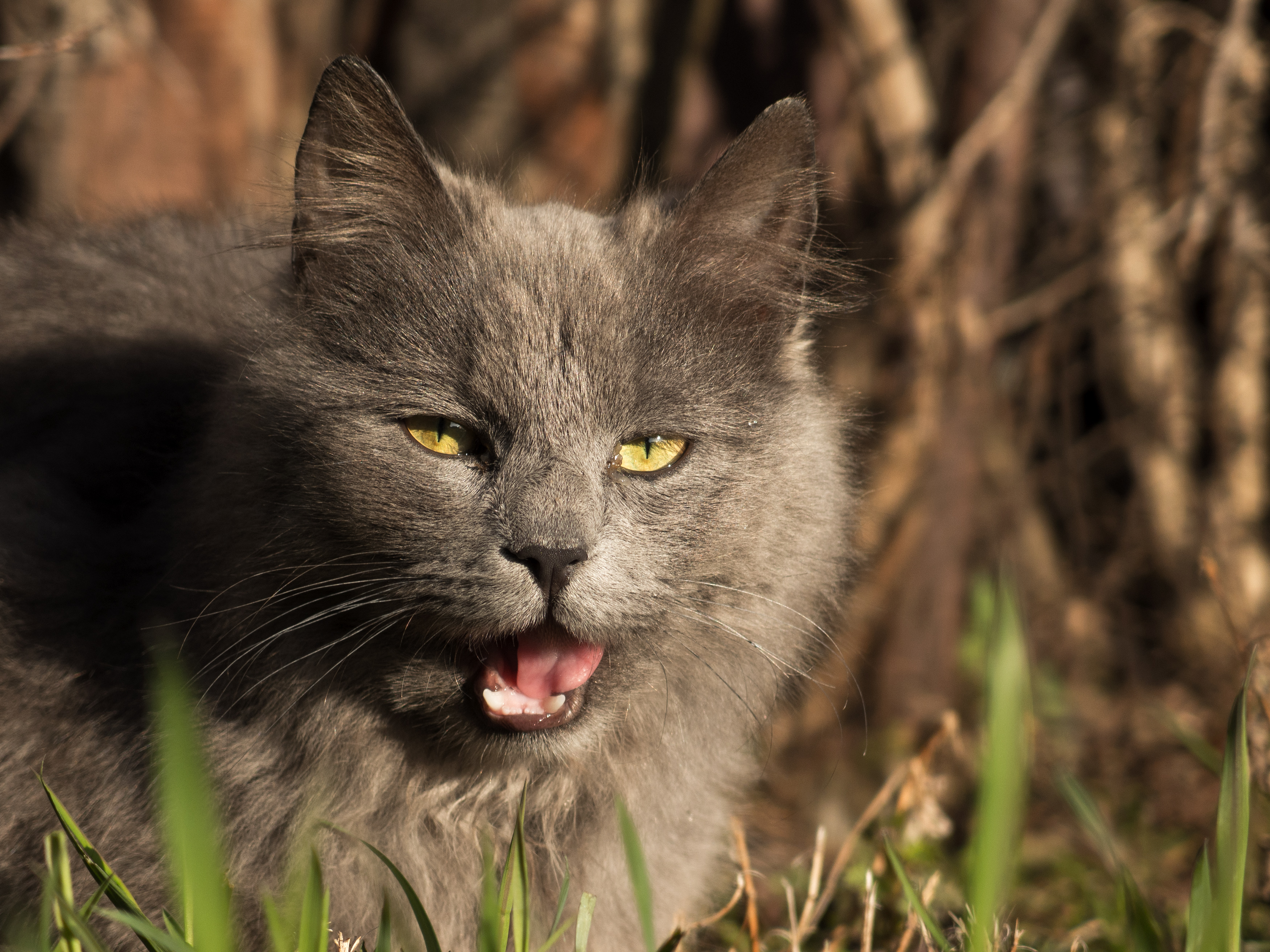 Chat Gris Avec Bouche Ouverte Photo Gratuite Libreshot