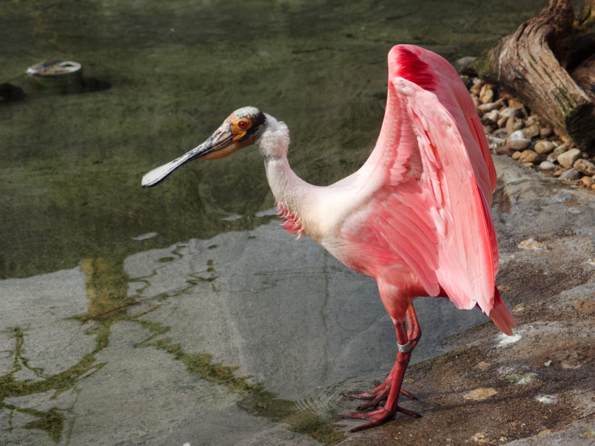 pink water bird platalea ajaja